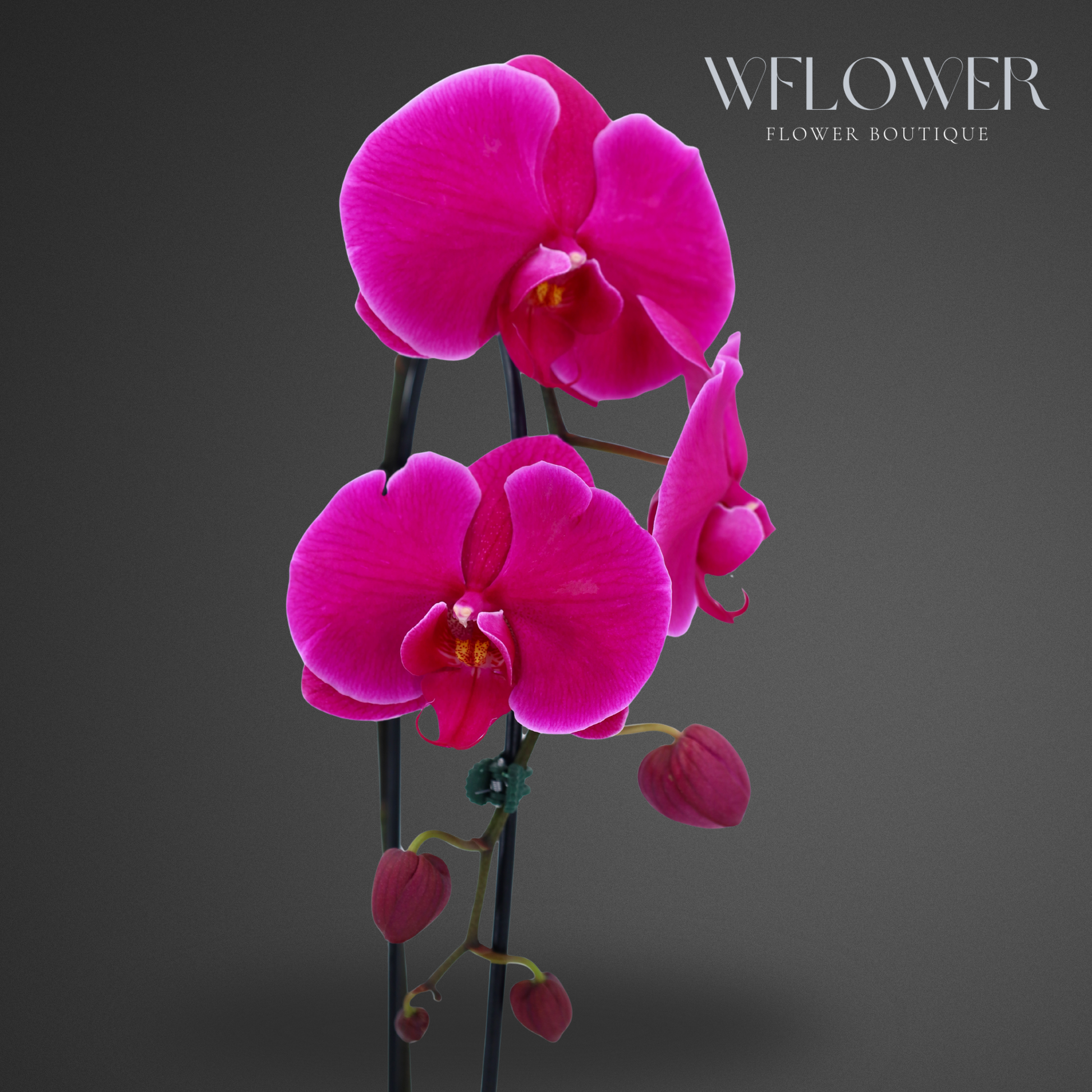 fuchsia pink plant pot Waterfall Orchid, 24 to 36 in, 5 in Ceramic Pot (Fuchsia) – WFLOWER