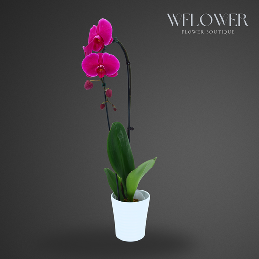 Waterfall Orchid, 24–36 in, 5 in Ceramic Pot (Fuchsia)