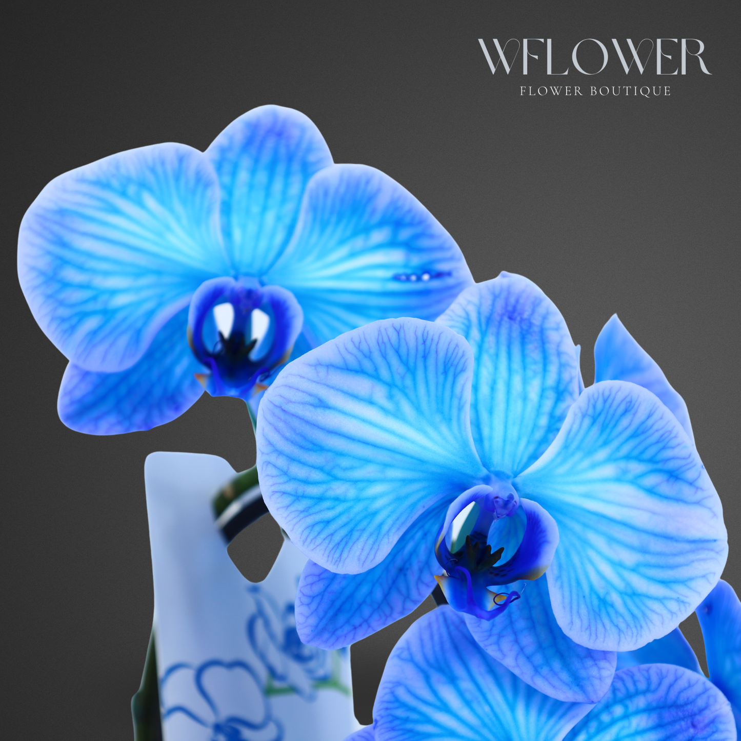 Waterfall Orchid, 24–36 in, 5 in Ceramic Pot (Blue)