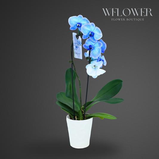 Waterfall Orchid, 24–36 in, 5 in Ceramic Pot (Blue)