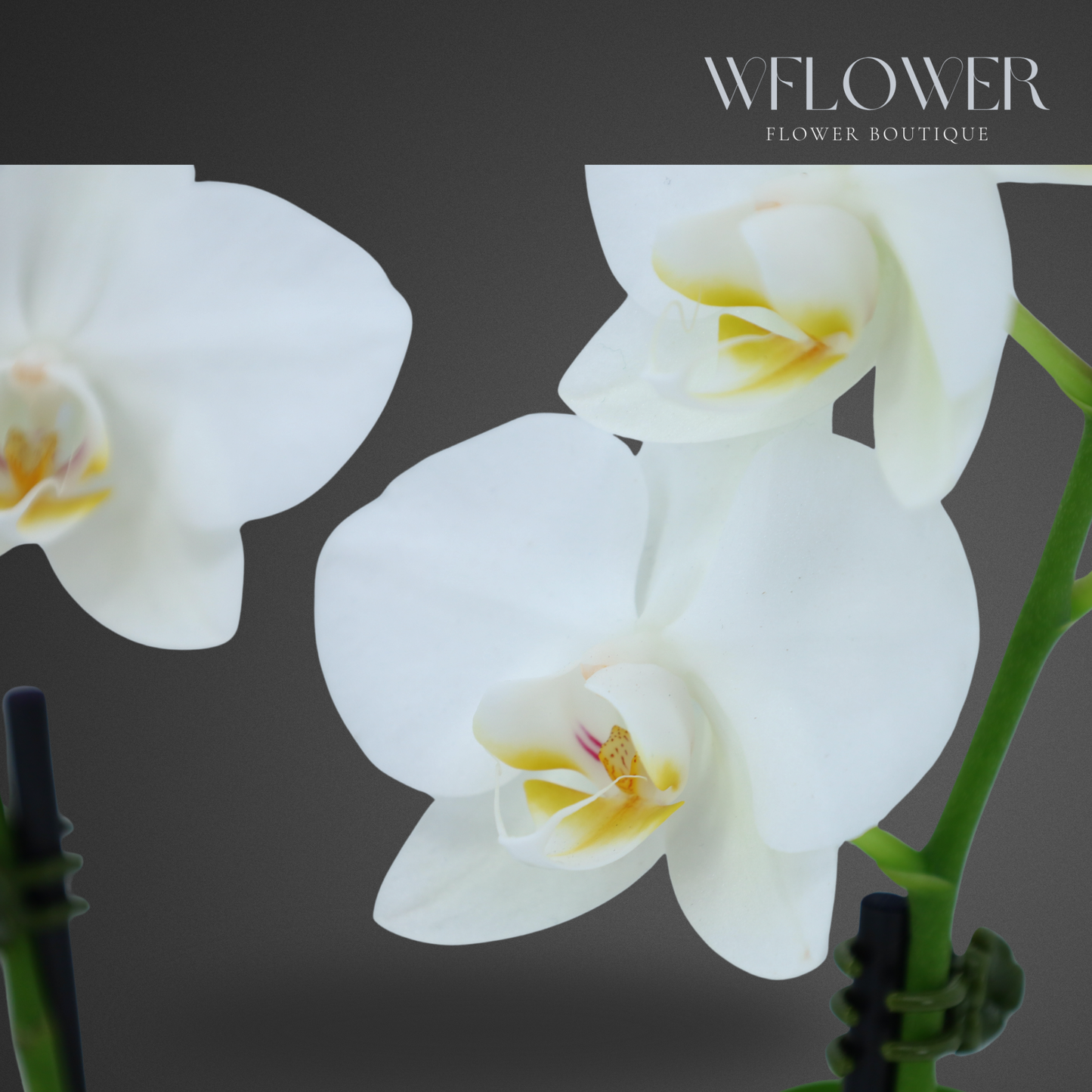 Mini Orchid Trio, 12–18 in, 7 in Ceramic Pot (White)