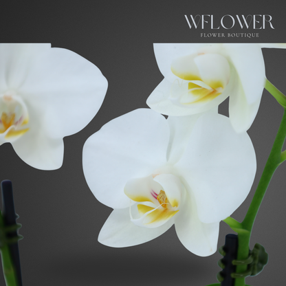 Mini Orchid Trio, 12–18 in, 7 in Ceramic Pot (White)
