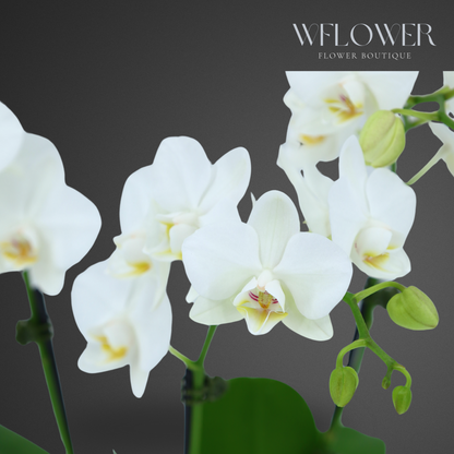 Mini Orchid Trio, 12–18 in, 7 in Ceramic Pot (White)