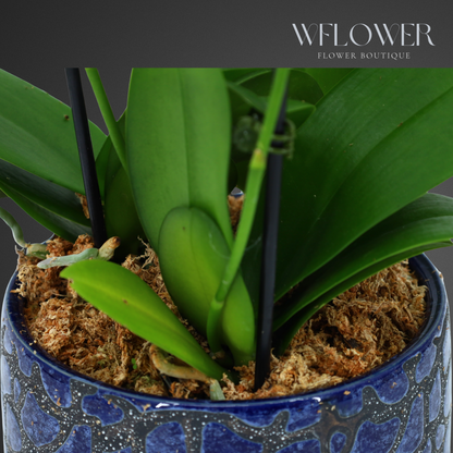 Mini Orchid Trio, 12–18 in, 7 in Ceramic Pot (White)