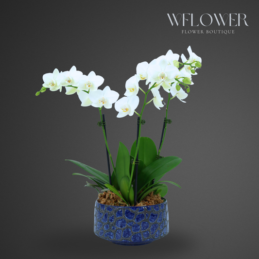 Mini Orchid Trio, 12–18 in, 7 in Ceramic Pot (White)