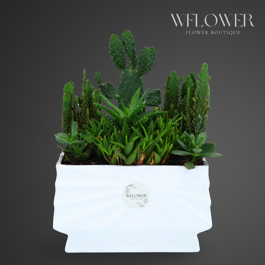 Succulent & Cactus Harmony, 10 in Sculpted White Ceramic Planter