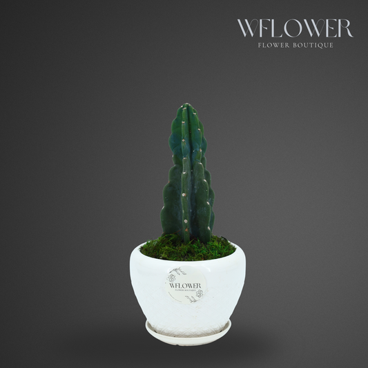 Medium Columnar Cactus with Moss, 7 in White Textured Ceramic Planter