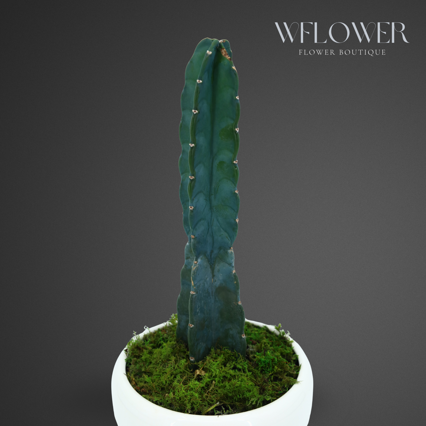 Large Columnar Cactus with Moss, 9 in White Textured Ceramic Planter