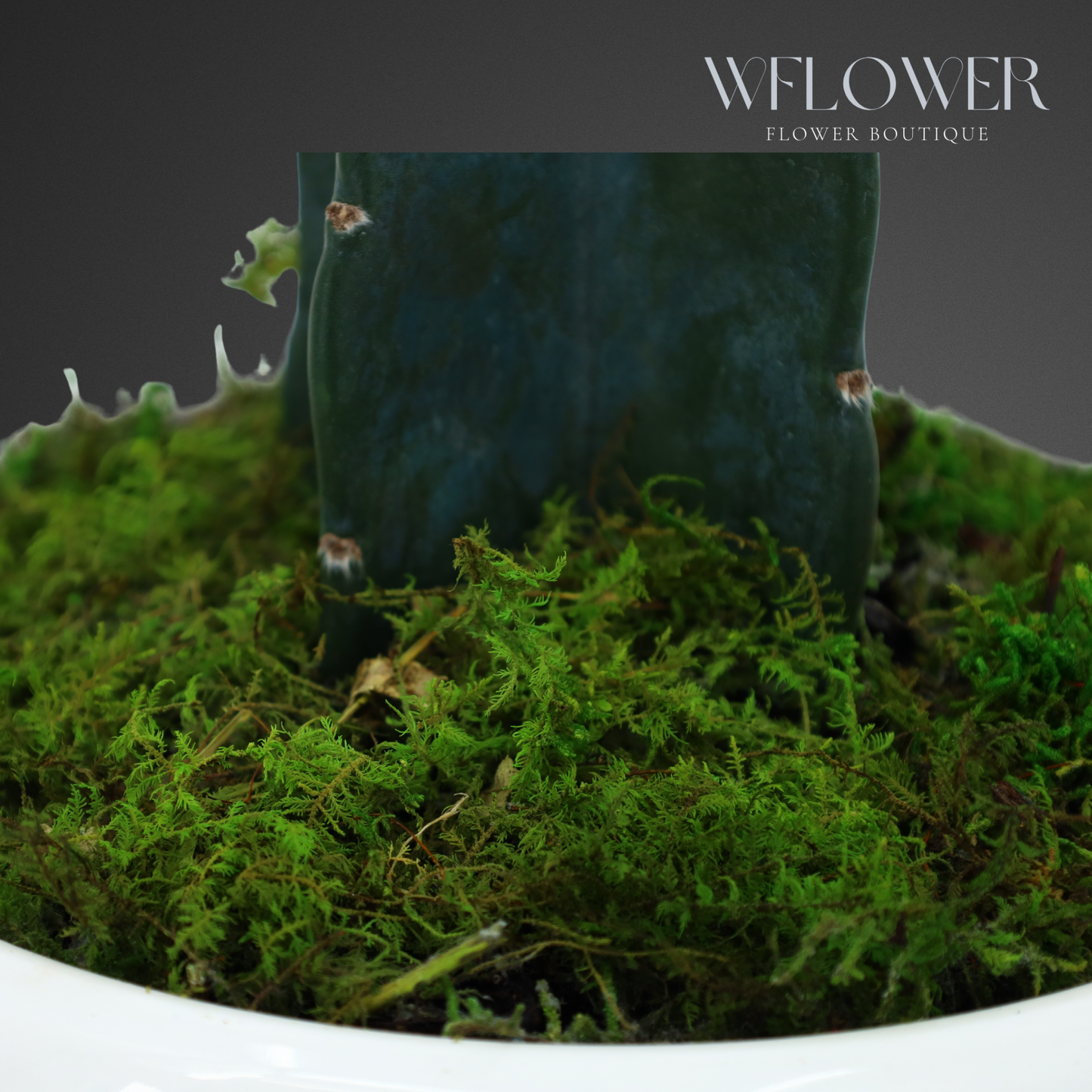 Large Columnar Cactus with Moss, 9 in White Textured Ceramic Planter