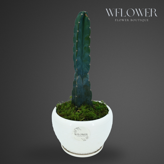 Large Columnar Cactus with Moss, 9 in White Textured Ceramic Planter