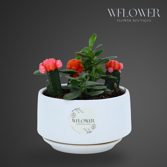 Moon Cactus & Succulent Duo, 6 in White Ceramic Planter