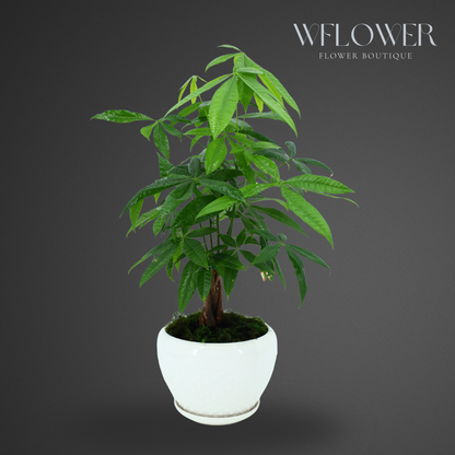 Money Tree with Moss, 8.5 in Ceramic Pot