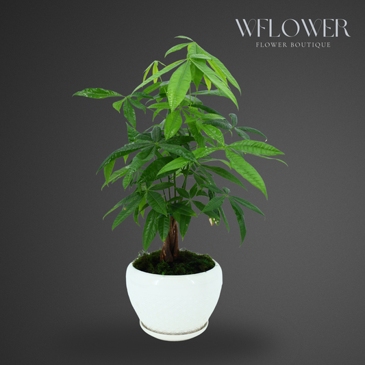 Money Tree with Moss, 8.5 in Ceramic Pot