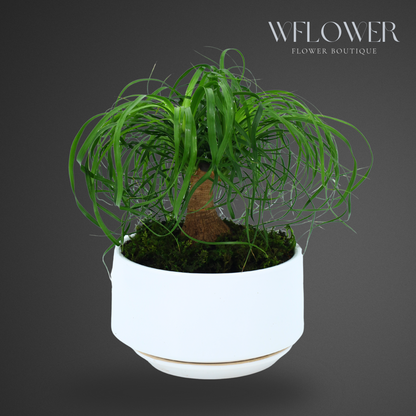 Ponytail Palm with Moss, 8.5 in Ceramic Pot