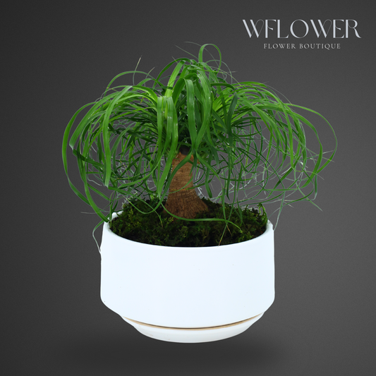 Ponytail Palm with Moss, 8.5 in Ceramic Pot