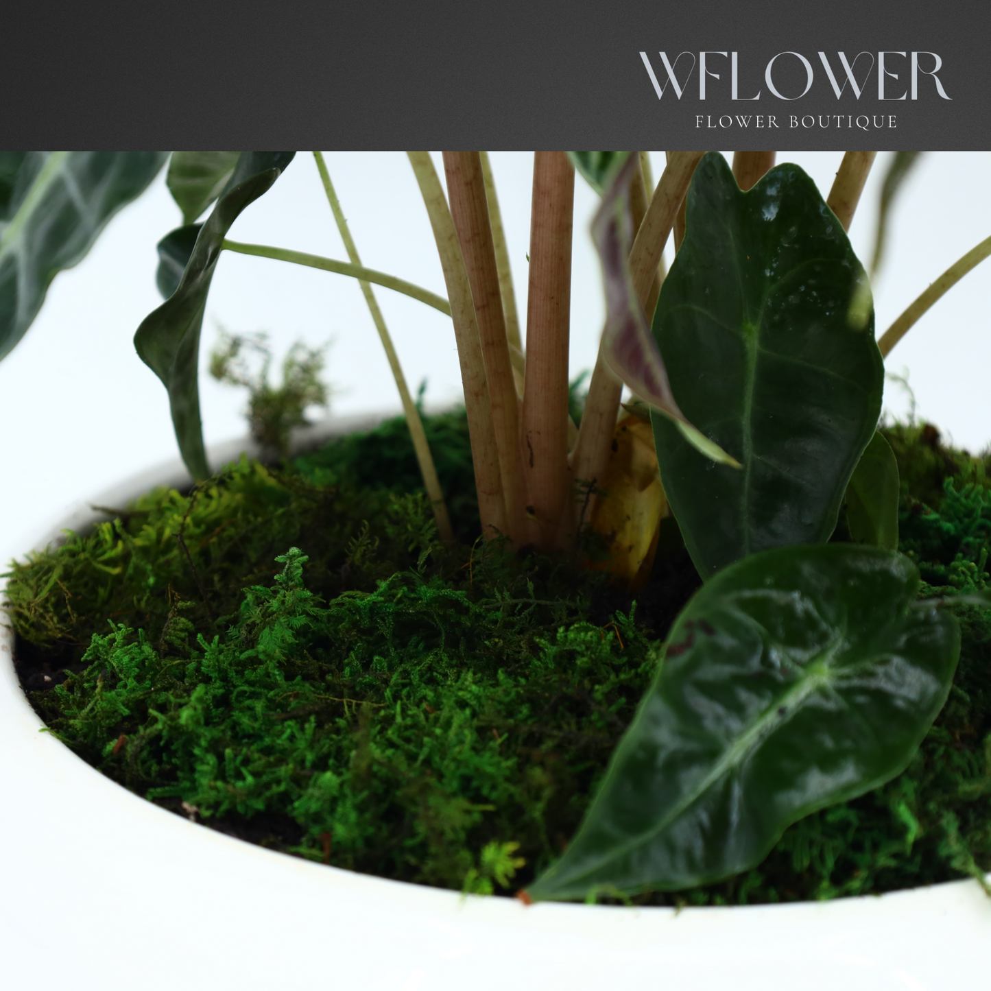 Alocasia with Moss, 8.5 in Ceramic Pot