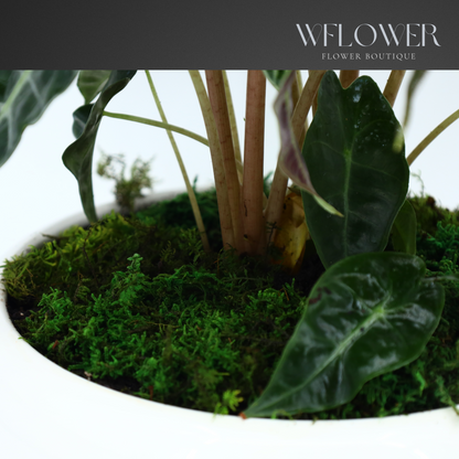 Alocasia with Moss, 8.5 in Ceramic Pot