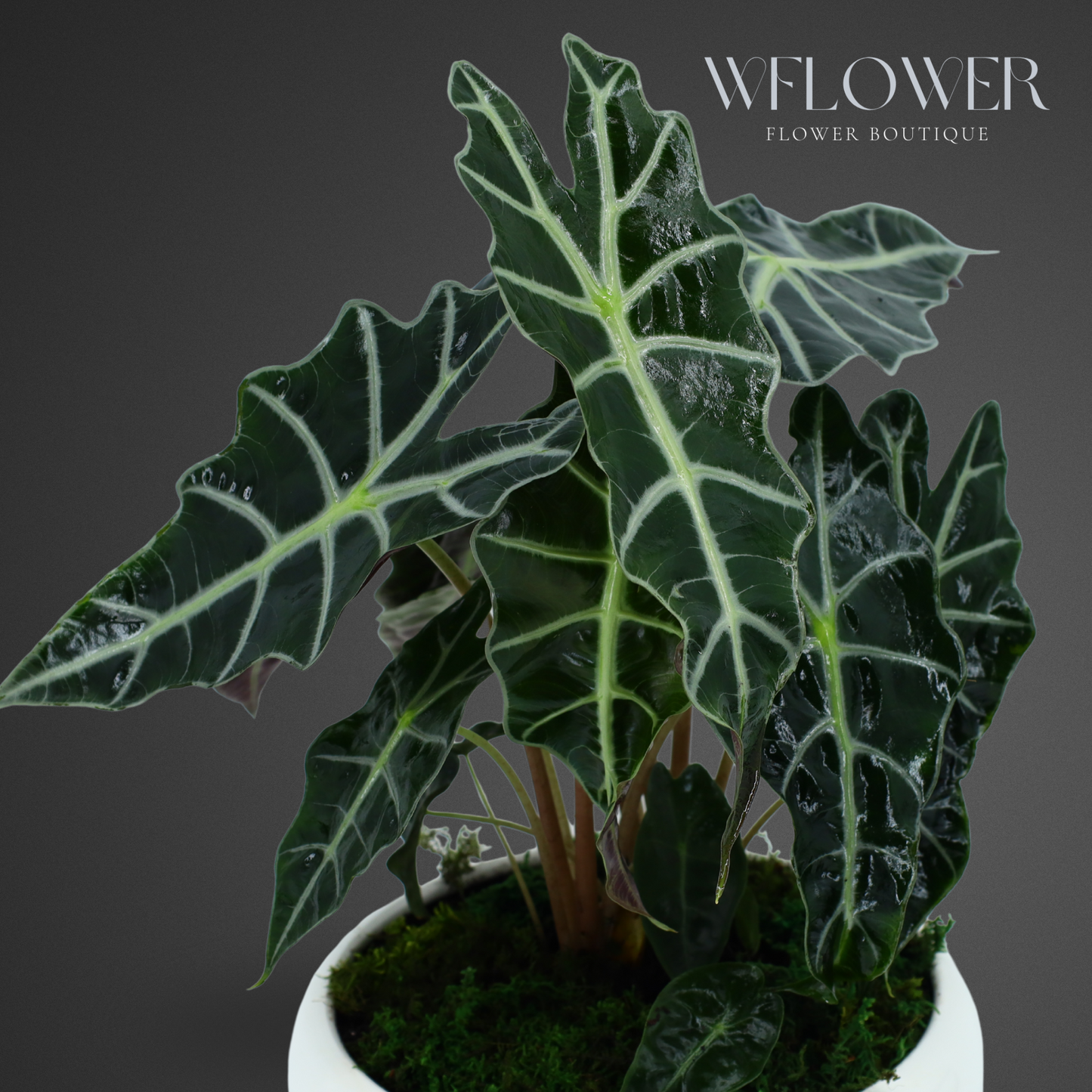 Alocasia with Moss, 8.5 in Ceramic Pot