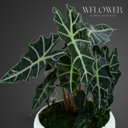 Alocasia with Moss, 8.5 in Ceramic Pot