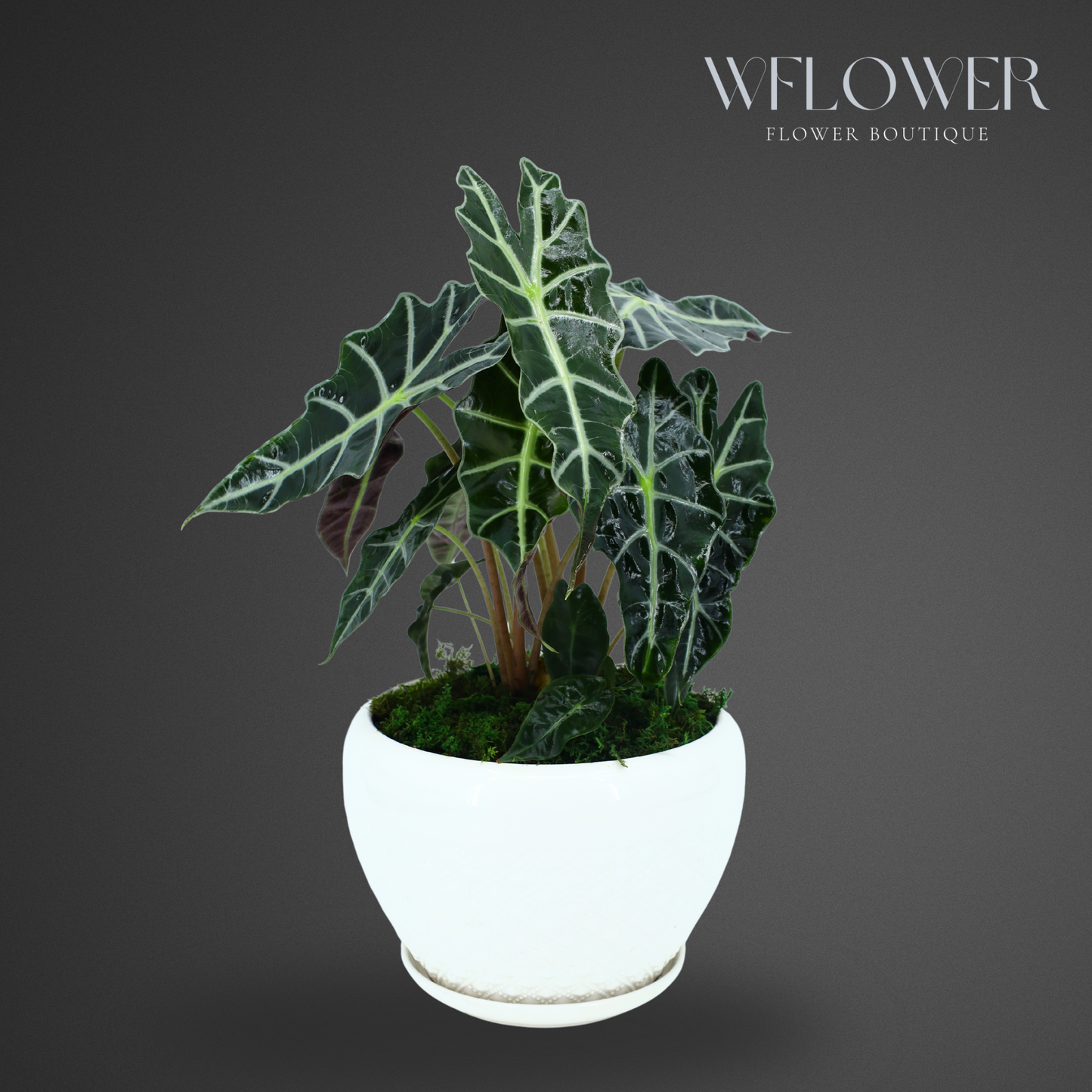 Alocasia with Moss, 8.5 in Ceramic Pot
