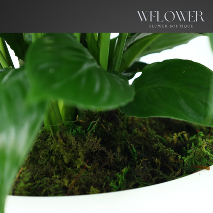 Peace Lily with Moss, 8.5 in Ceramic Pot