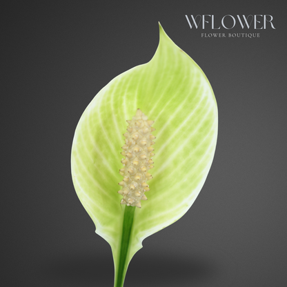 Peace Lily with Moss, 8.5 in Ceramic Pot