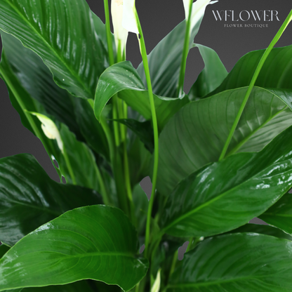 Peace Lily with Moss, 8.5 in Ceramic Pot