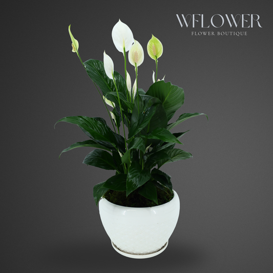 Peace Lily with Moss, 8.5 in Ceramic Pot