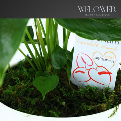 Anthurium with Moss, 8.5 in Ceramic Pot