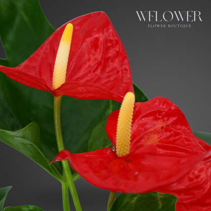 Anthurium with Moss, 8.5 in Ceramic Pot