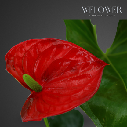 Anthurium with Moss, 8.5 in Ceramic Pot