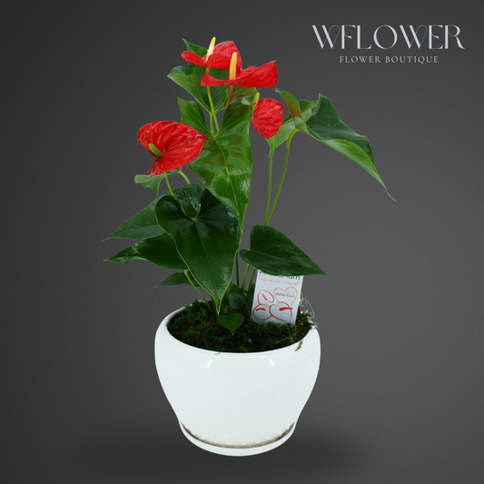 Anthurium with Moss, 8.5 in Ceramic Pot