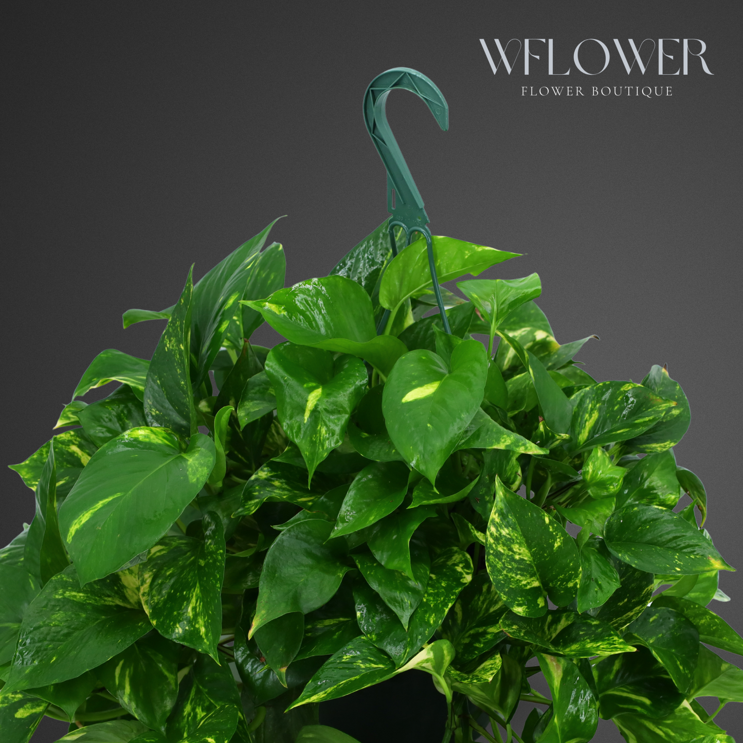 Golden Pothos Hanging Plant, Lush Green Foliage Basket