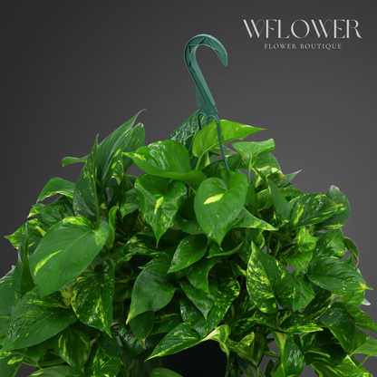 Golden Pothos Hanging Plant, Lush Green Foliage Basket