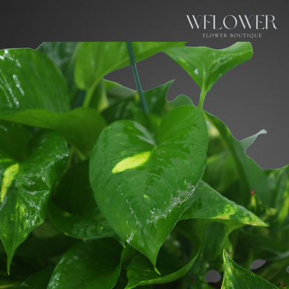 Golden Pothos Hanging Plant, Lush Green Foliage Basket