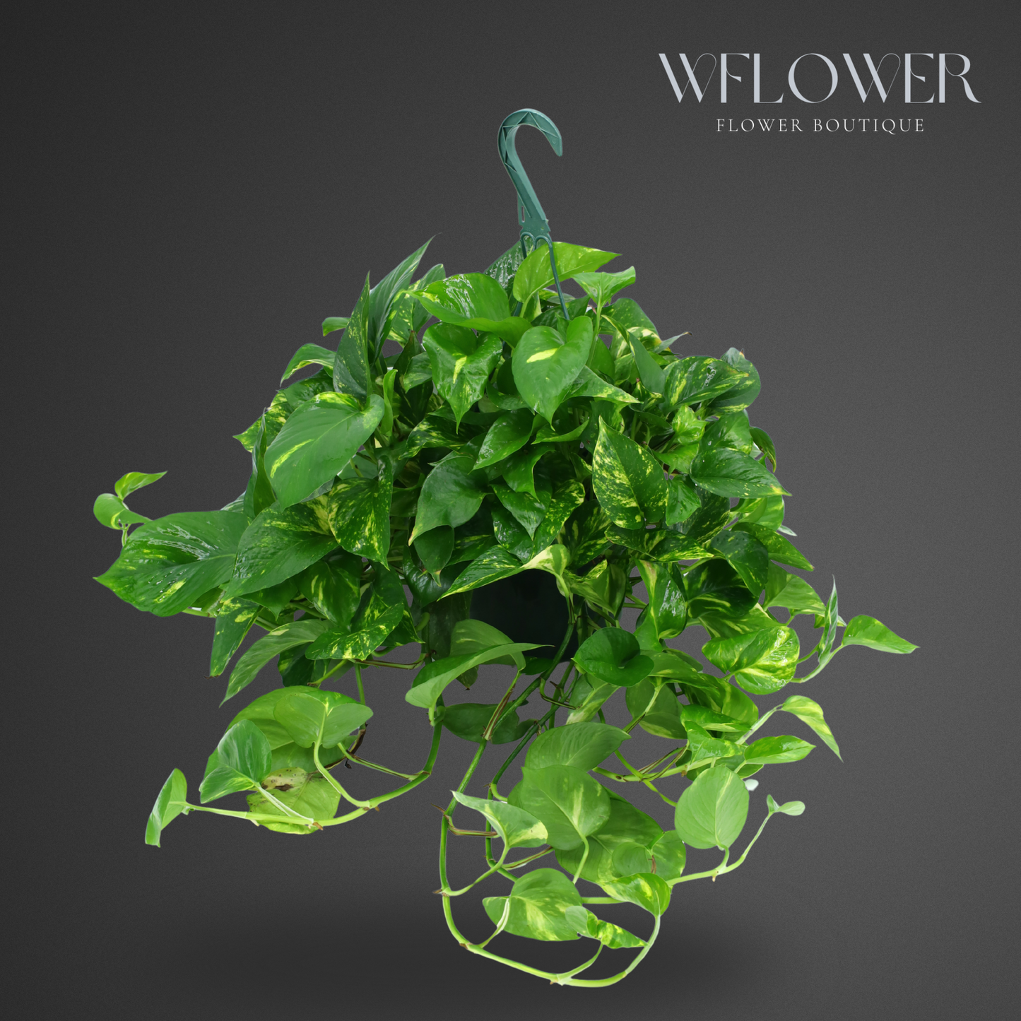 Golden Pothos Hanging Plant, Lush Green Foliage Basket