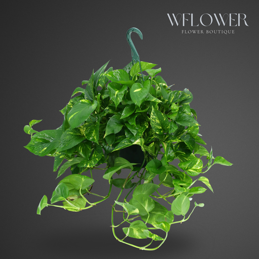 Golden Pothos Hanging Plant, Lush Green Foliage Basket