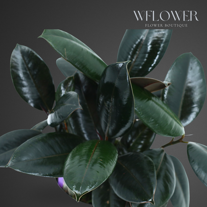 Rubber Plant Elegance, 9 in White Textured Ceramic Planter
