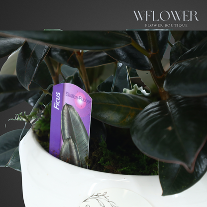 Rubber Plant Elegance, 9 in White Textured Ceramic Planter