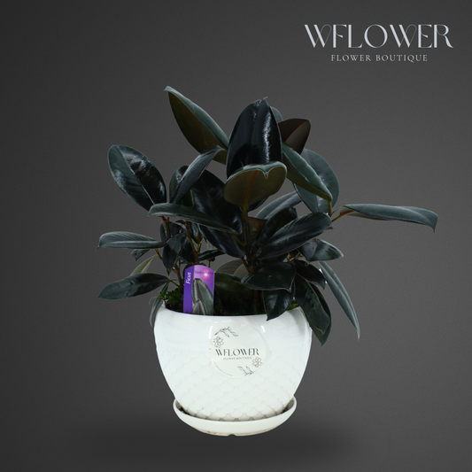 Rubber Plant Elegance, 9 in White Textured Ceramic Planter