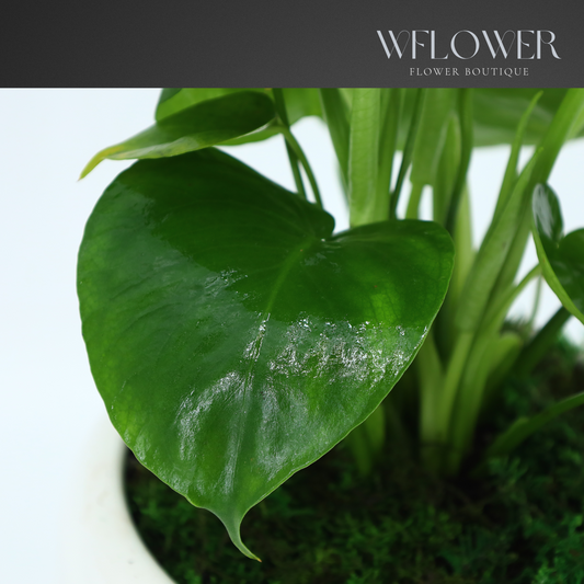 Mini Monstera Deliciosa with Moss, 7 in White Textured Ceramic Planter