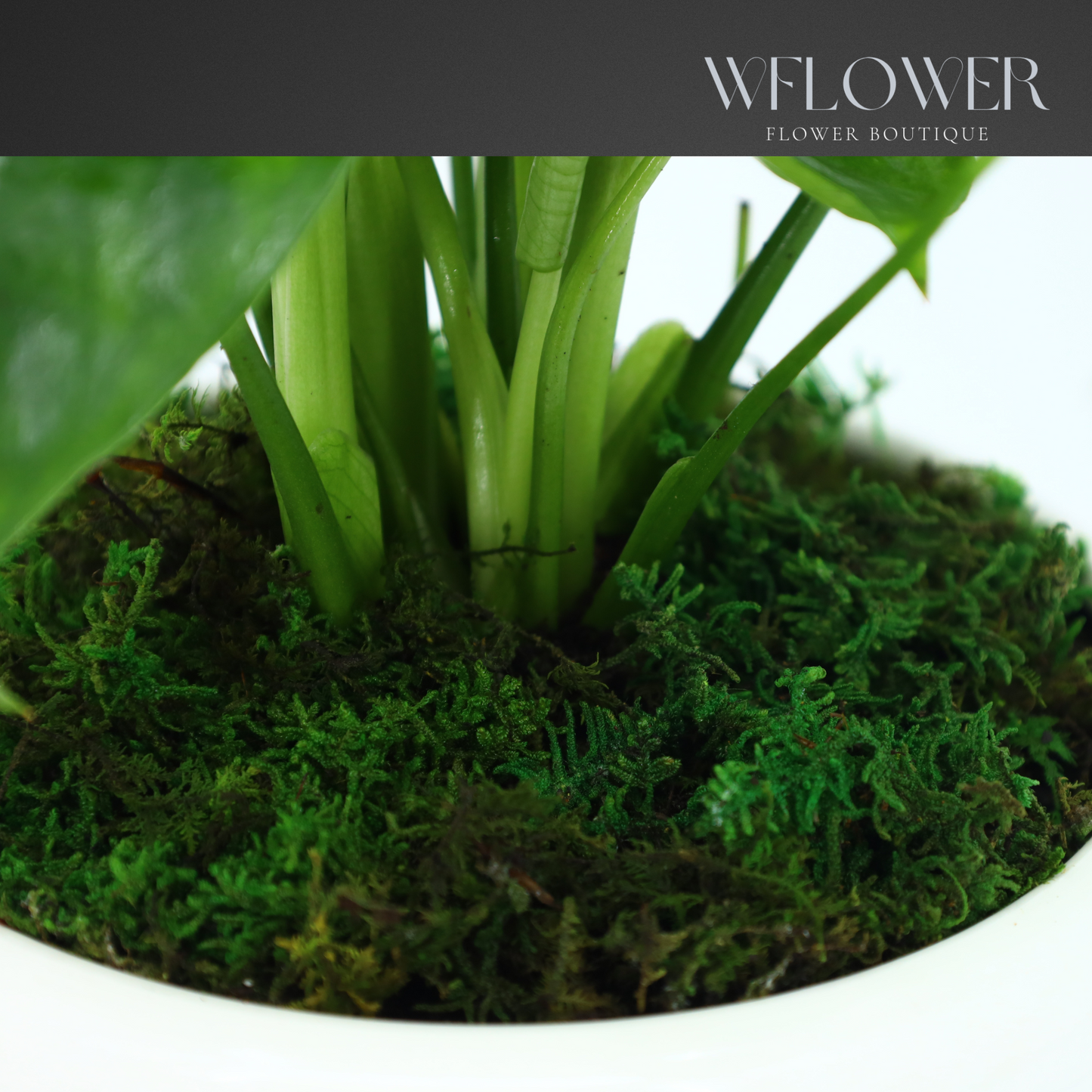 Mini Monstera Deliciosa with Moss, 7 in White Textured Ceramic Planter