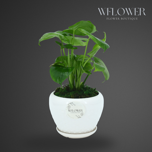 Mini Monstera Deliciosa with Moss, 7 in White Textured Ceramic Planter