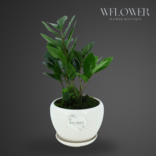 ZZ Plant in White Textured Ceramic Planter