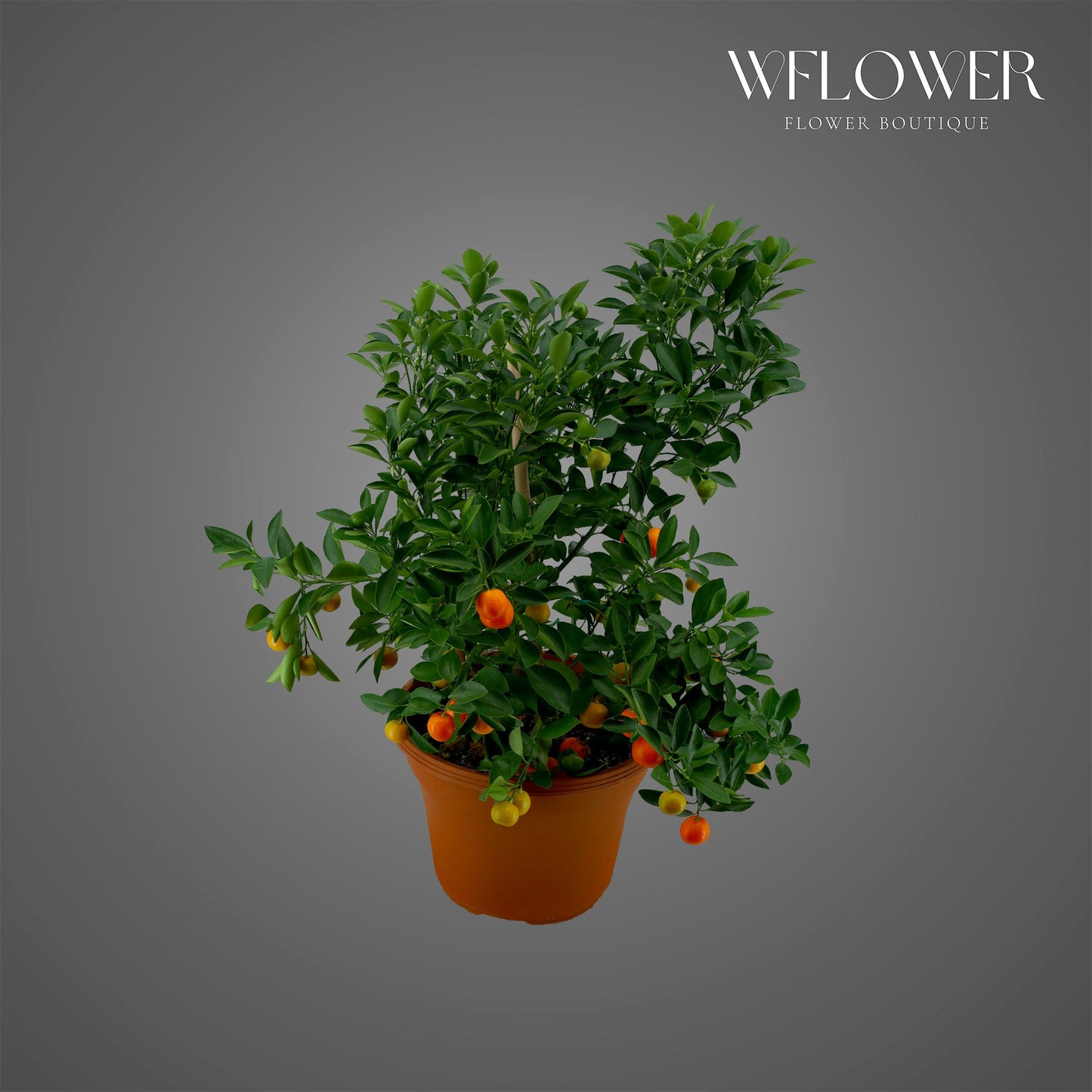 Lucky Orange Tree (Potted)