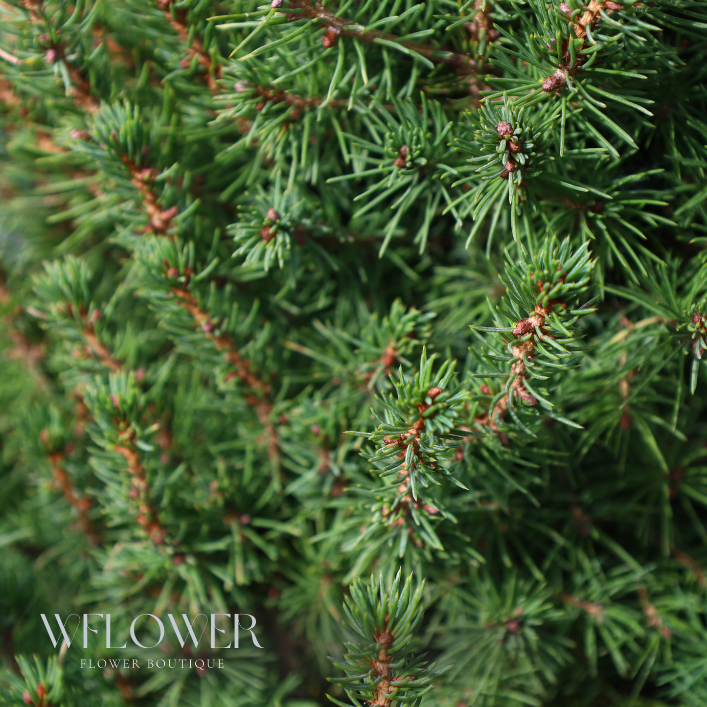 Fresh Cut Fraser Fir Christmas Tree (6 to 7 ft)