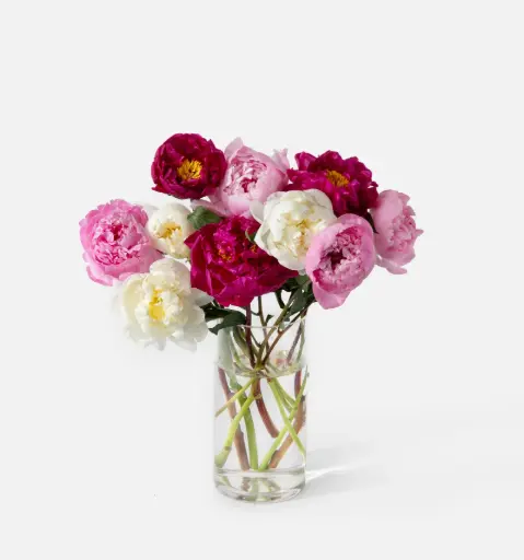[GROWERSCHOICE] The Grower's Choice Peony